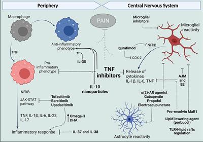 Macrophages and glial cells: Innate immune drivers of inflammatory arthritic pain perception from peripheral joints to the central nervous system